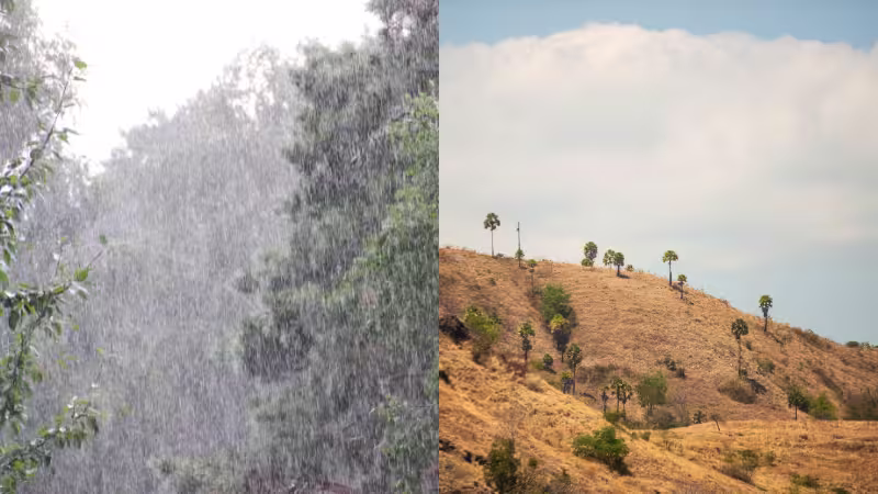 雨が降りしきる森と乾季の自然の様子