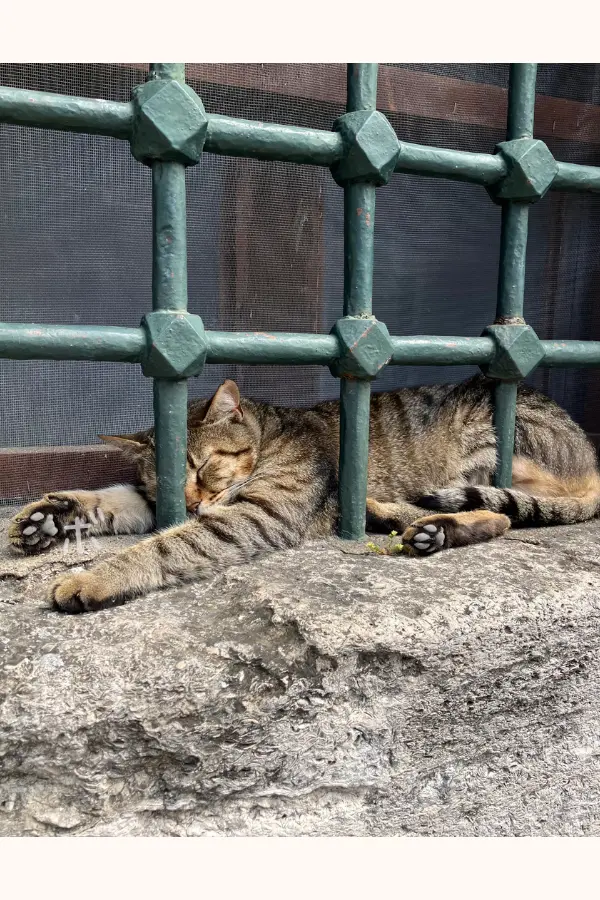 アヤソフィアの石壁と緑色の格子の間で眠る猫