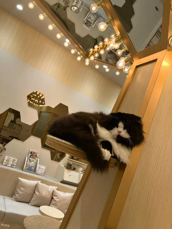 猫カフェMOCHA東久留米店の店内で、スコティッシュフォールドが高い場所からくつろいでいる様子