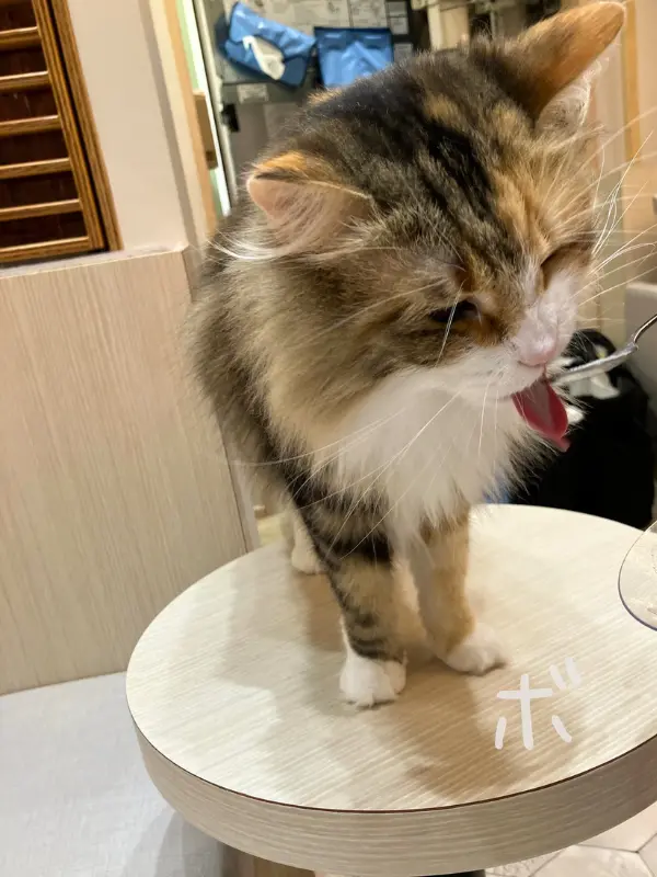 丸いテーブルの上に立ち、リラックスした様子の猫