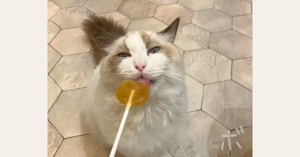 キャンディを舐める猫を上から捉えた様子