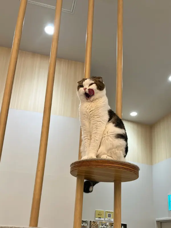 キャットタワーの上に座り、大きなあくびをしているスコティッシュフォールド
