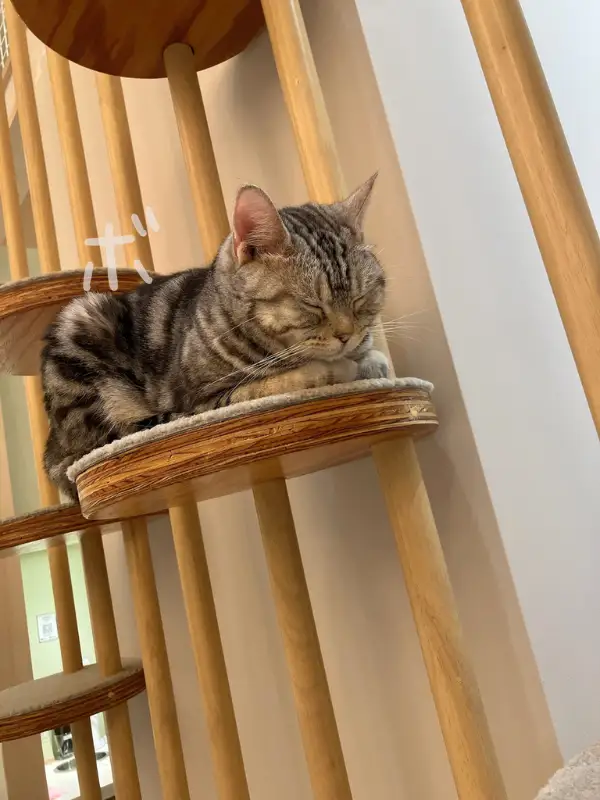 キャットタワーの棚の上で目を閉じて眠っているアメリカンショートヘア