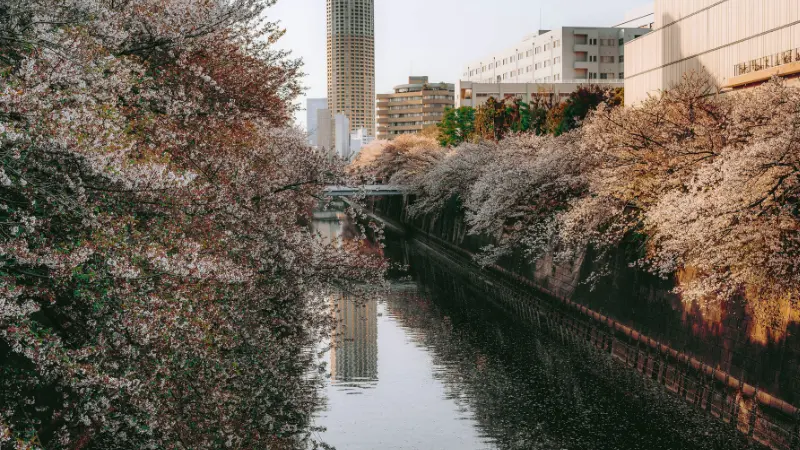 川沿いに咲く桜と静かな春の風景