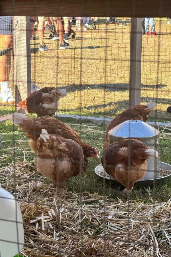 イースターショーの動物エリアで餌をついばむニワトリたち
