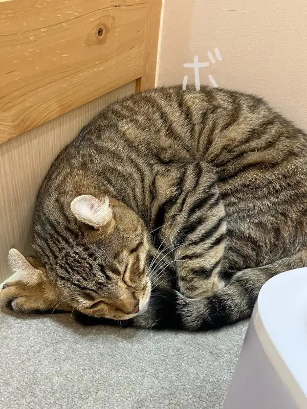 体を丸めて静かに眠っているティグレットの猫（ベンガル系）
