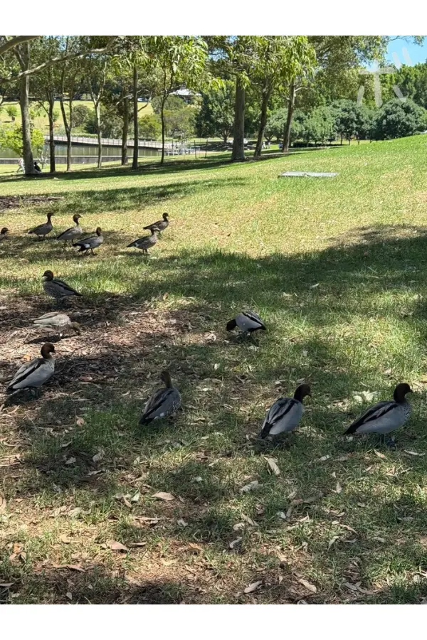 Ducks gather on the grass in the shade of a tree in a park in Homebush.