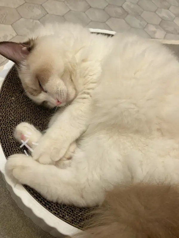 丸いベッドで眠りながら、小さなものを手で抱えるようにしているラグドール