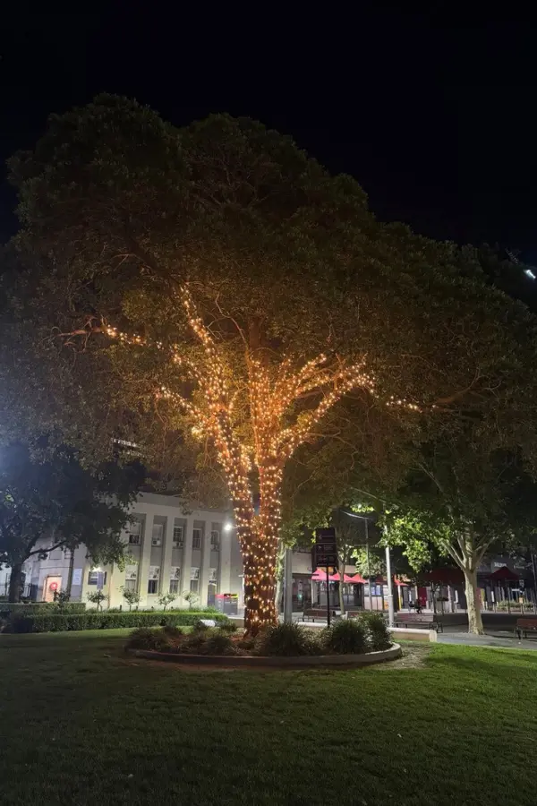 Parramattaの公園に立つ木が、暖色のイルミネーションで静かに照らされている夜の風景。
