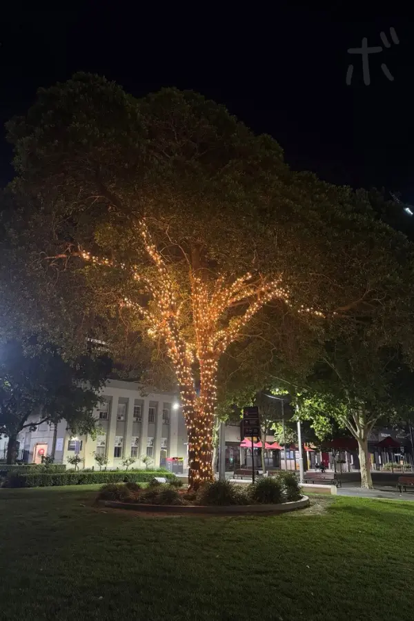 A night scene of trees standing in a park in Parramatta quietly illuminated with warm colors.