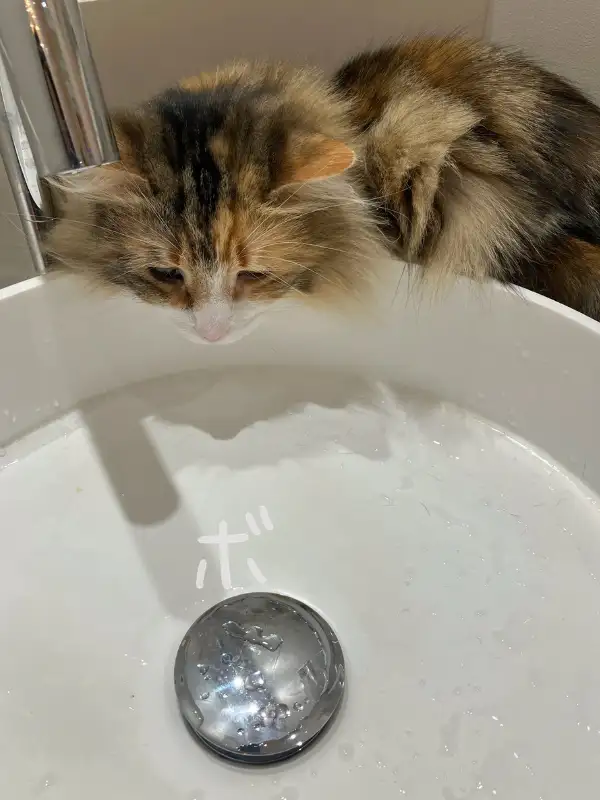 洗面台の縁に乗り、水面をじっと見つめている猫