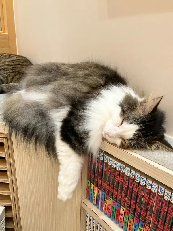 本棚の上に体を預けて気持ちよさそうに眠っている猫
