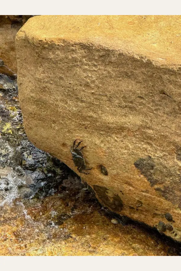 潮だまりの岩にしがみつく小さなカニと波の水面