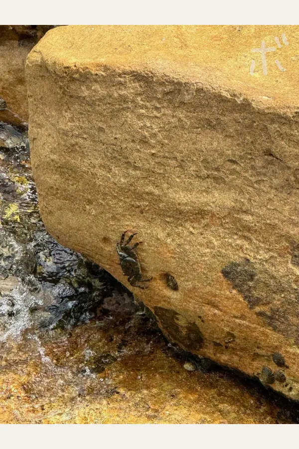 潮だまりの岩にしがみつく小さなカニと波の水面