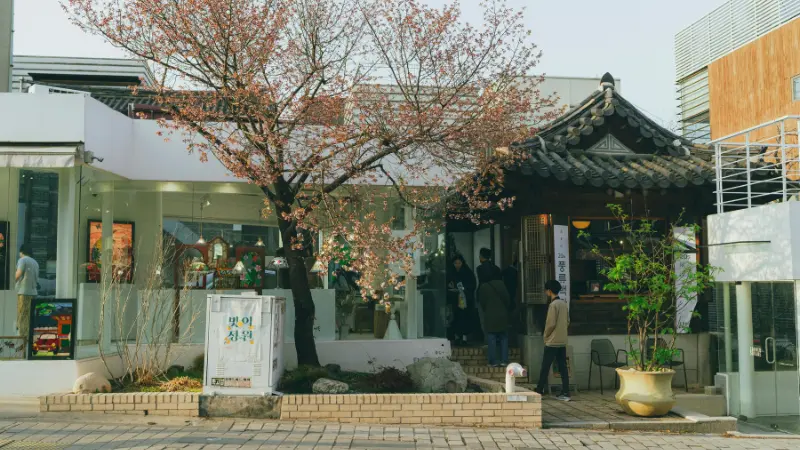 桜の咲く韓国のカフェと春の日常風景