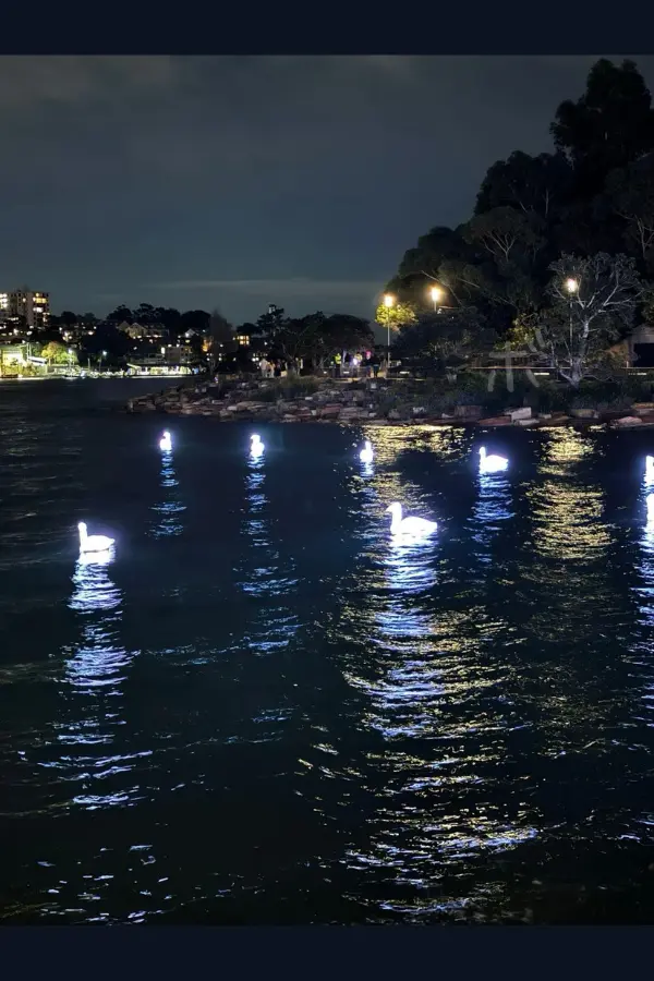 Swan light on quiet water