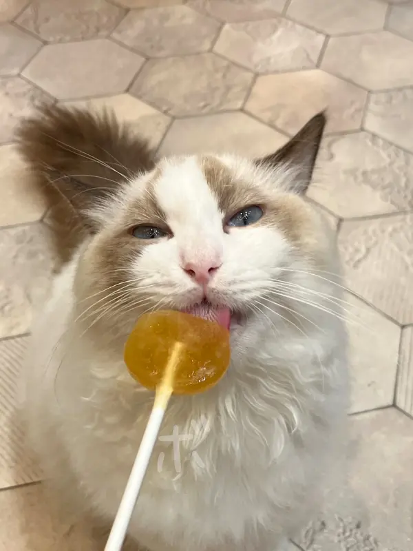 スティックのおやつを夢中でなめているラグドールの猫の顔のアップ