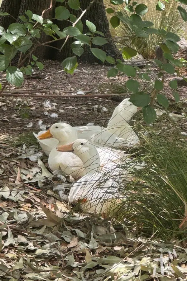 White ducks sit quietly among fallen leaves near the waterfront in Homebush.