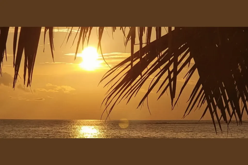 夕暮れの海に沈みゆく太陽と、手前に重なるヤシの葉が静かな時間を感じさせる風景